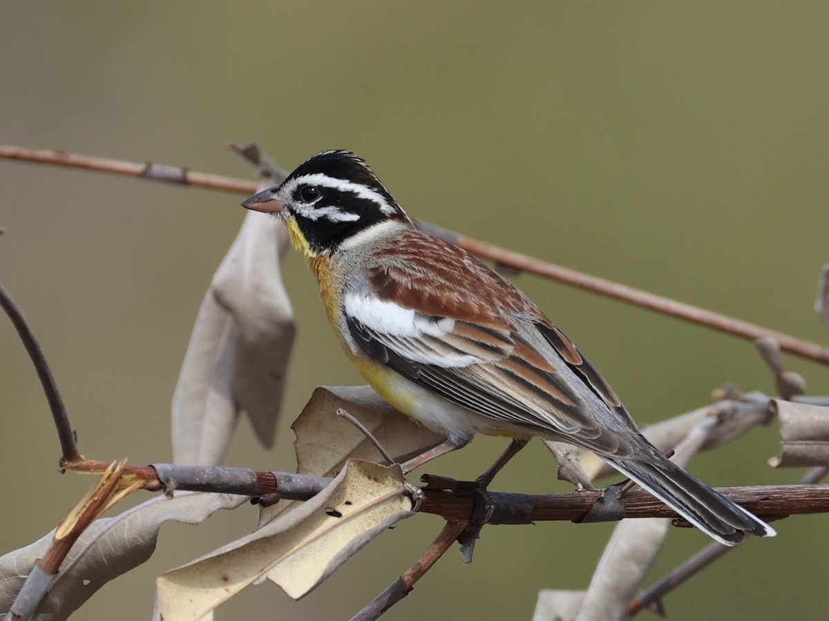 Golden-breasted Bunting - ML640864265