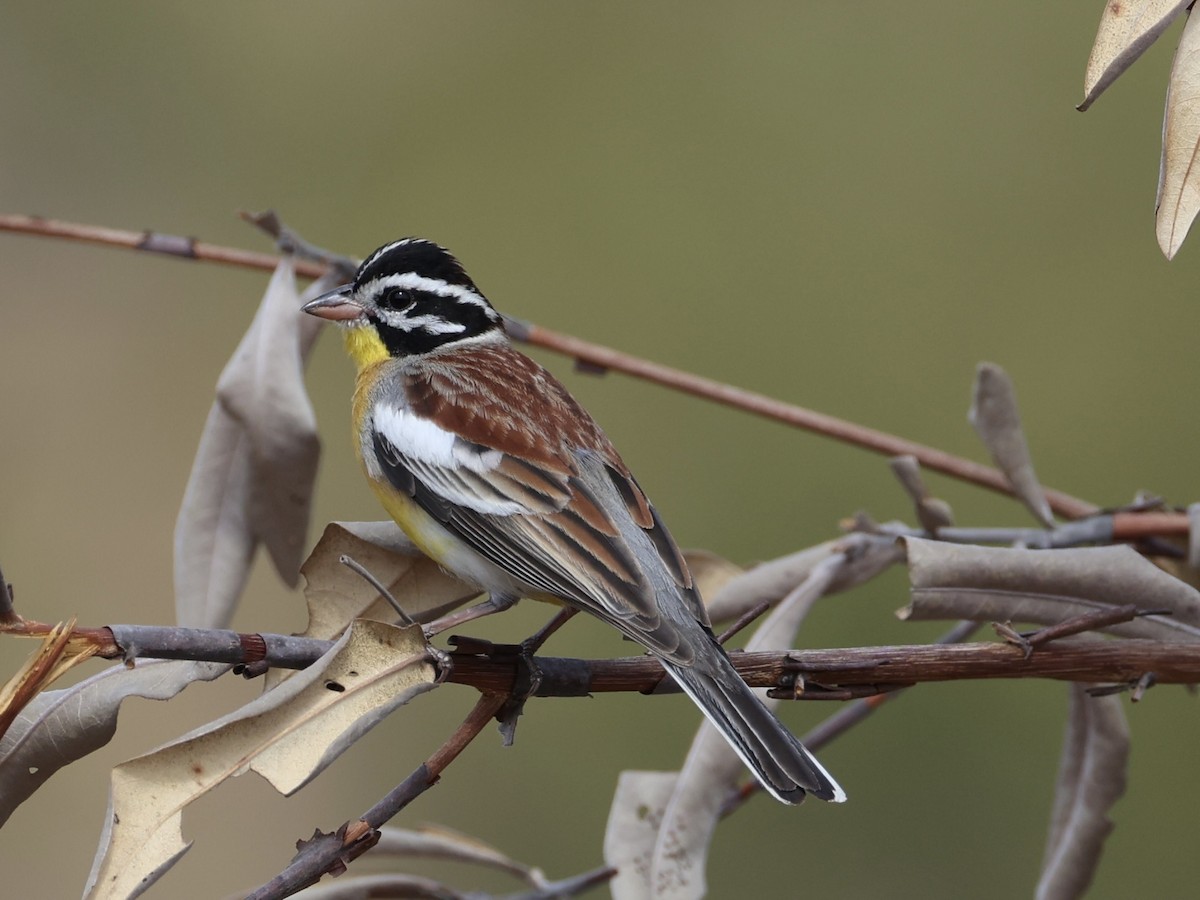 Golden-breasted Bunting - ML640864266