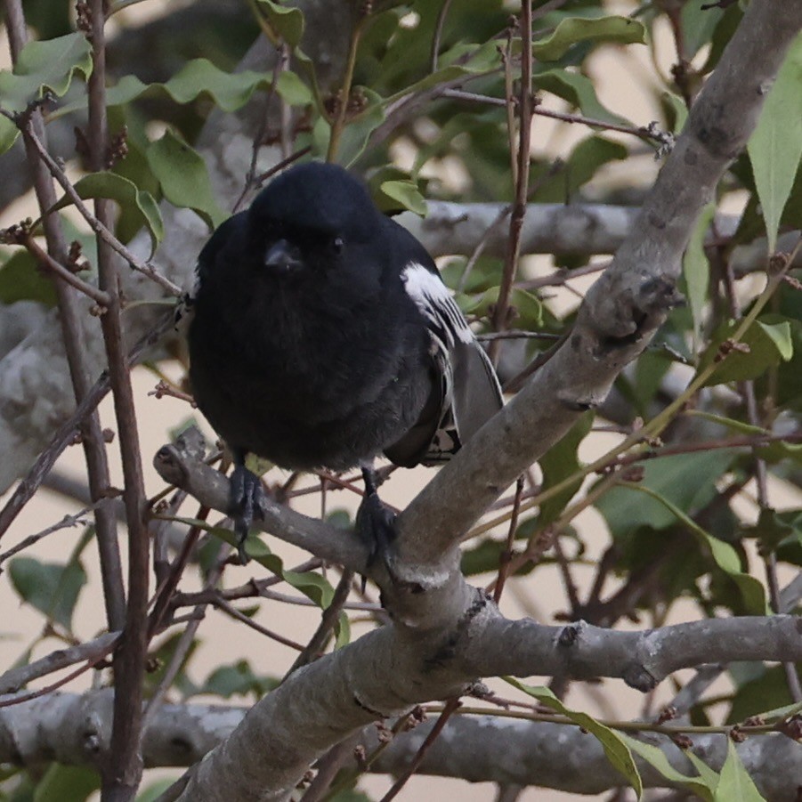 Southern Black-Tit - ML640864268