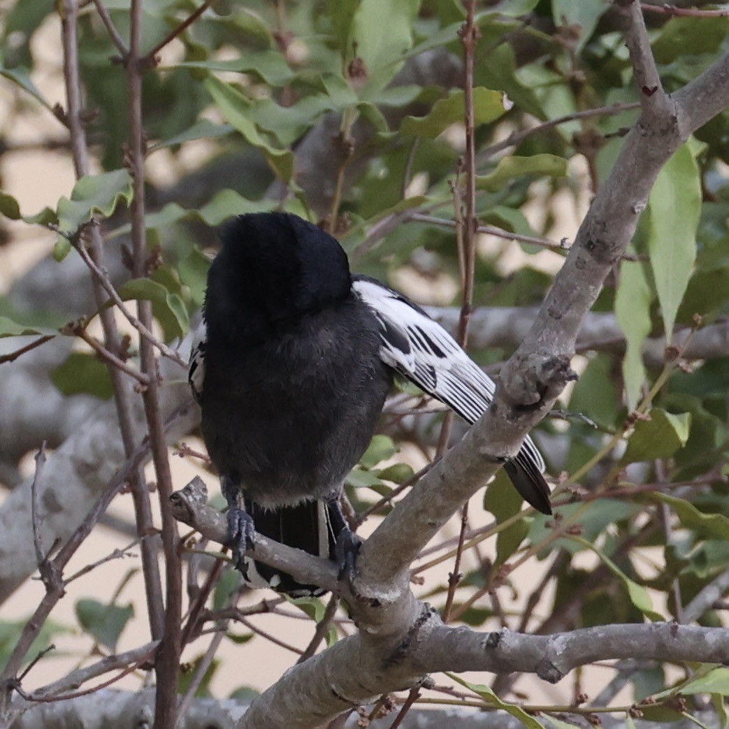 Southern Black-Tit - ML640864270