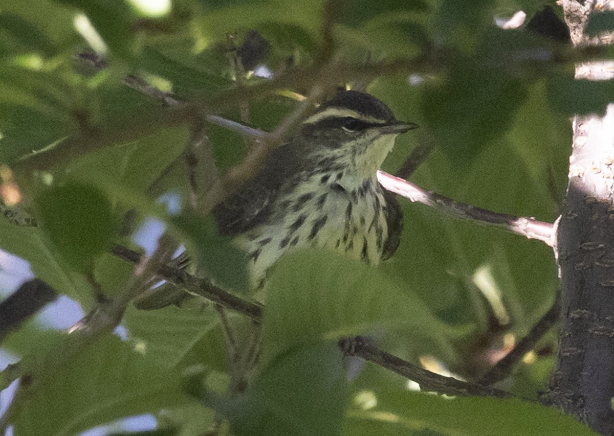 Louisiana/Northern Waterthrush - ML640864287