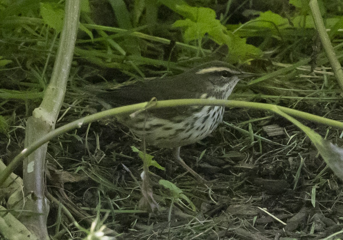 Louisiana/Northern Waterthrush - ML640864288