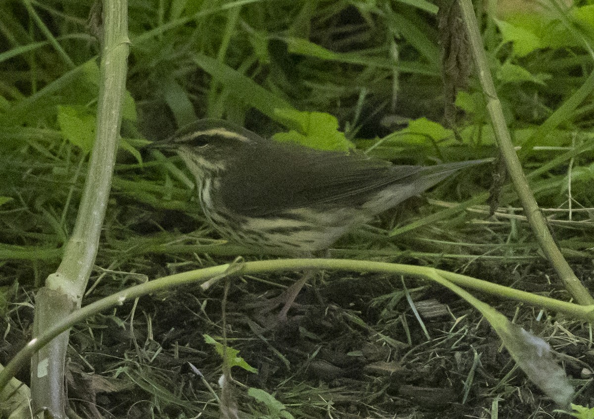 Louisiana/Northern Waterthrush - ML640864289