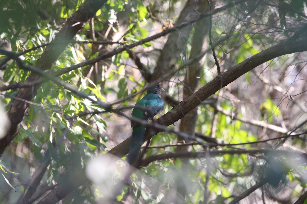 Narina Trogon - ML640864290
