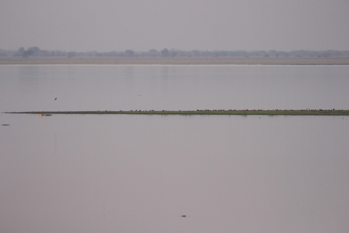 African Skimmer - ML640864306