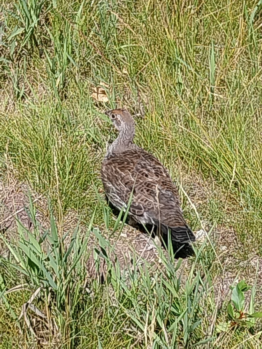 Dusky Grouse - ML640864320