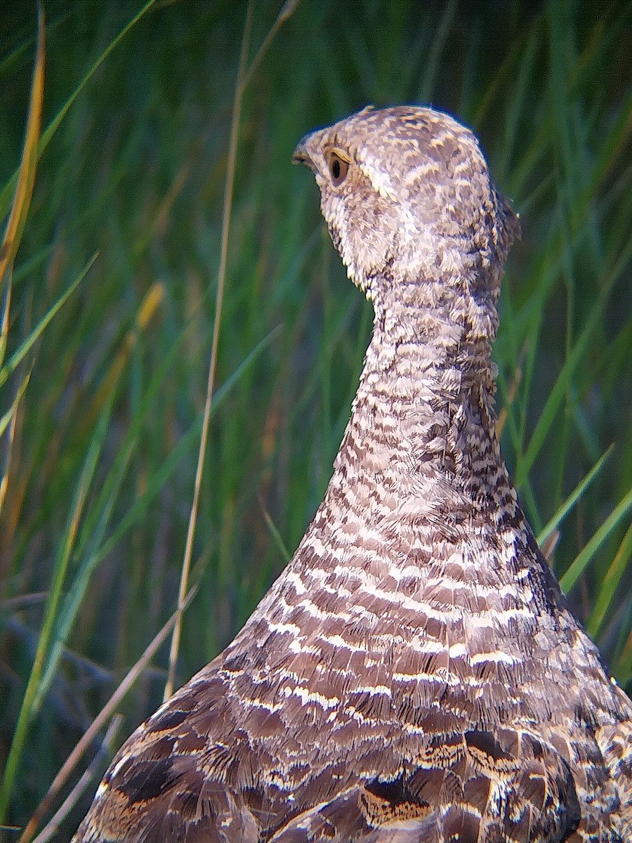Dusky Grouse - ML640864322