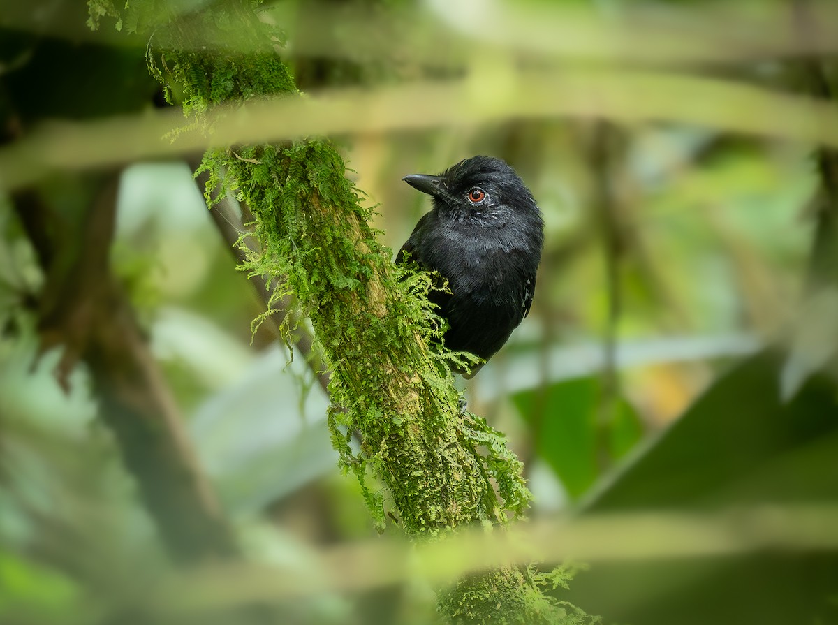 White-shouldered Antshrike - ML640864370