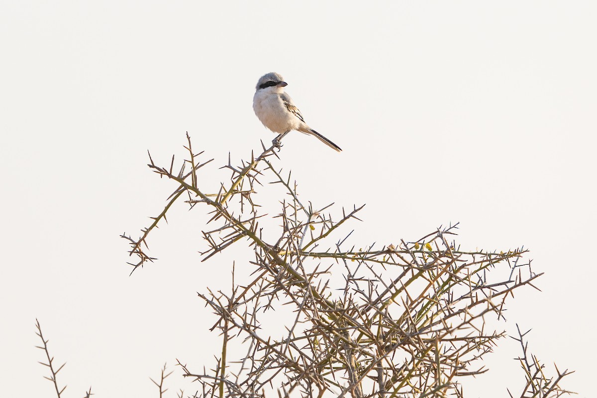 Great Gray Shrike (Sahara) - ML640864446