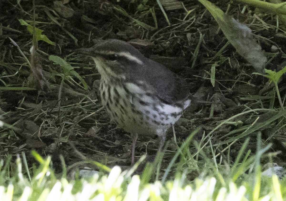 Louisiana/Northern Waterthrush - ML640864453