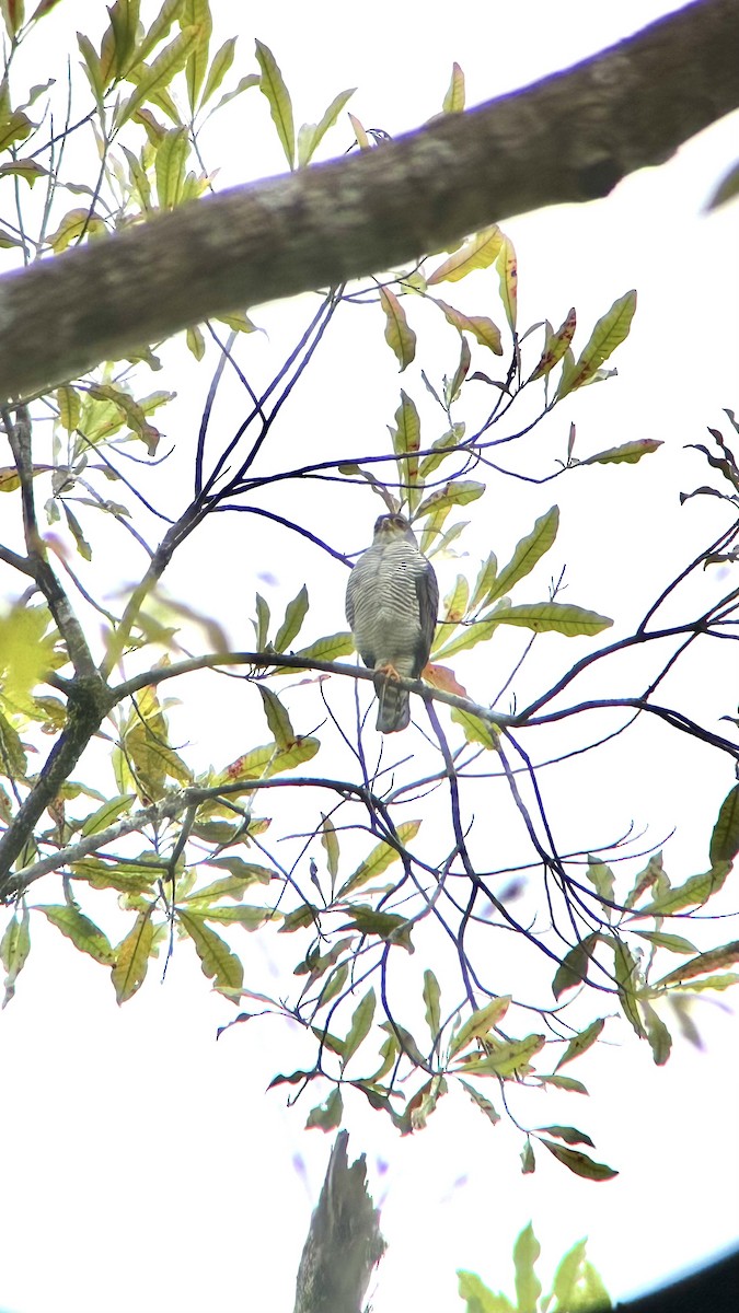 Tiny Hawk - ML640864471