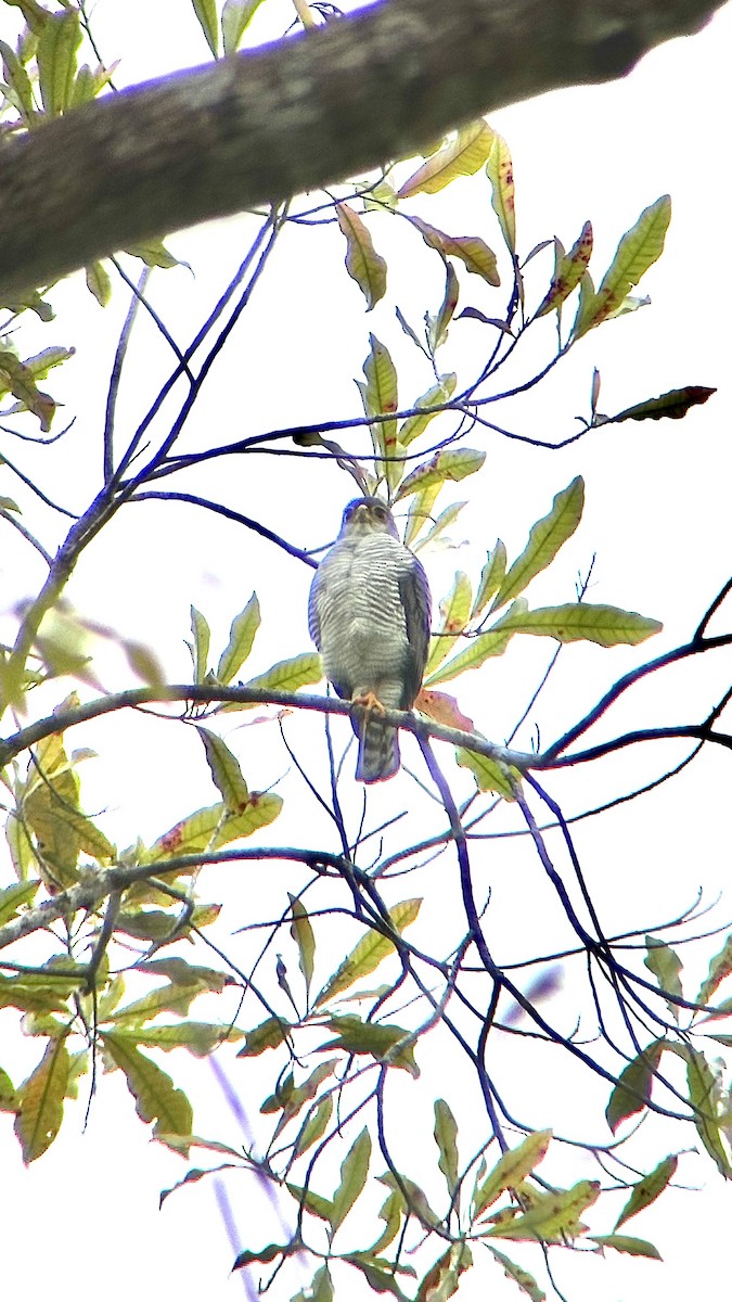 Tiny Hawk - ML640864472