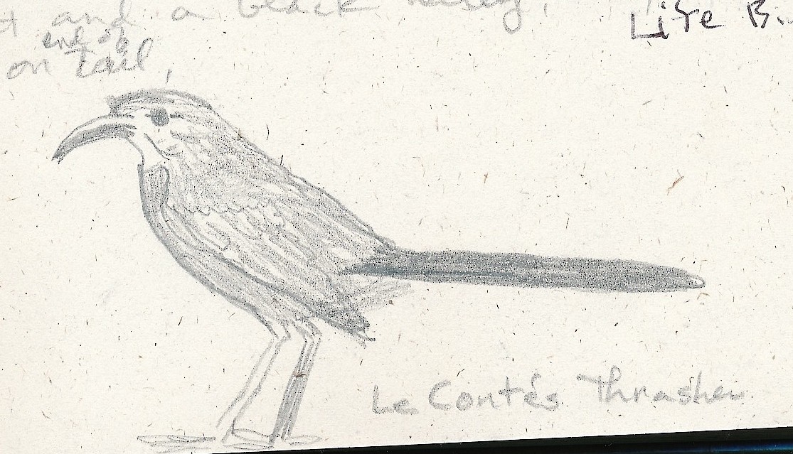 LeConte's Thrasher - ML640864516