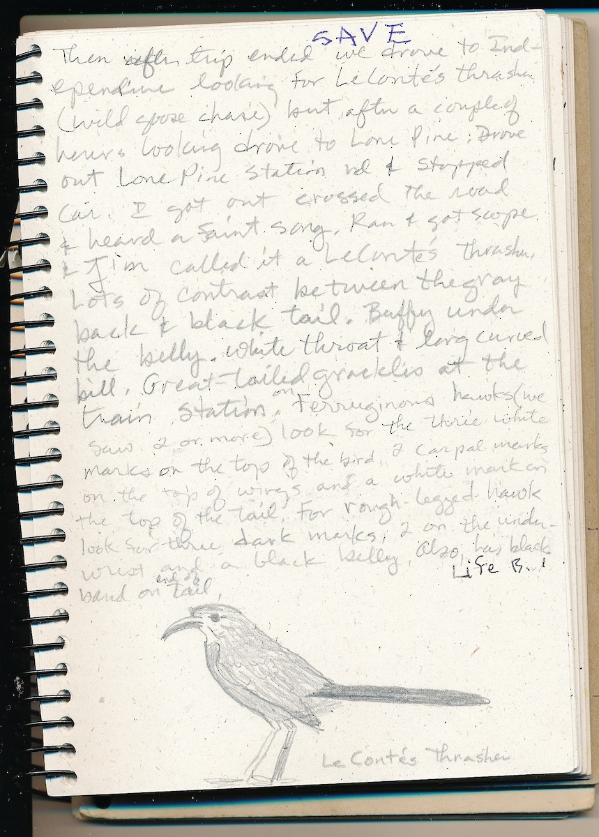 LeConte's Thrasher - ML640864517