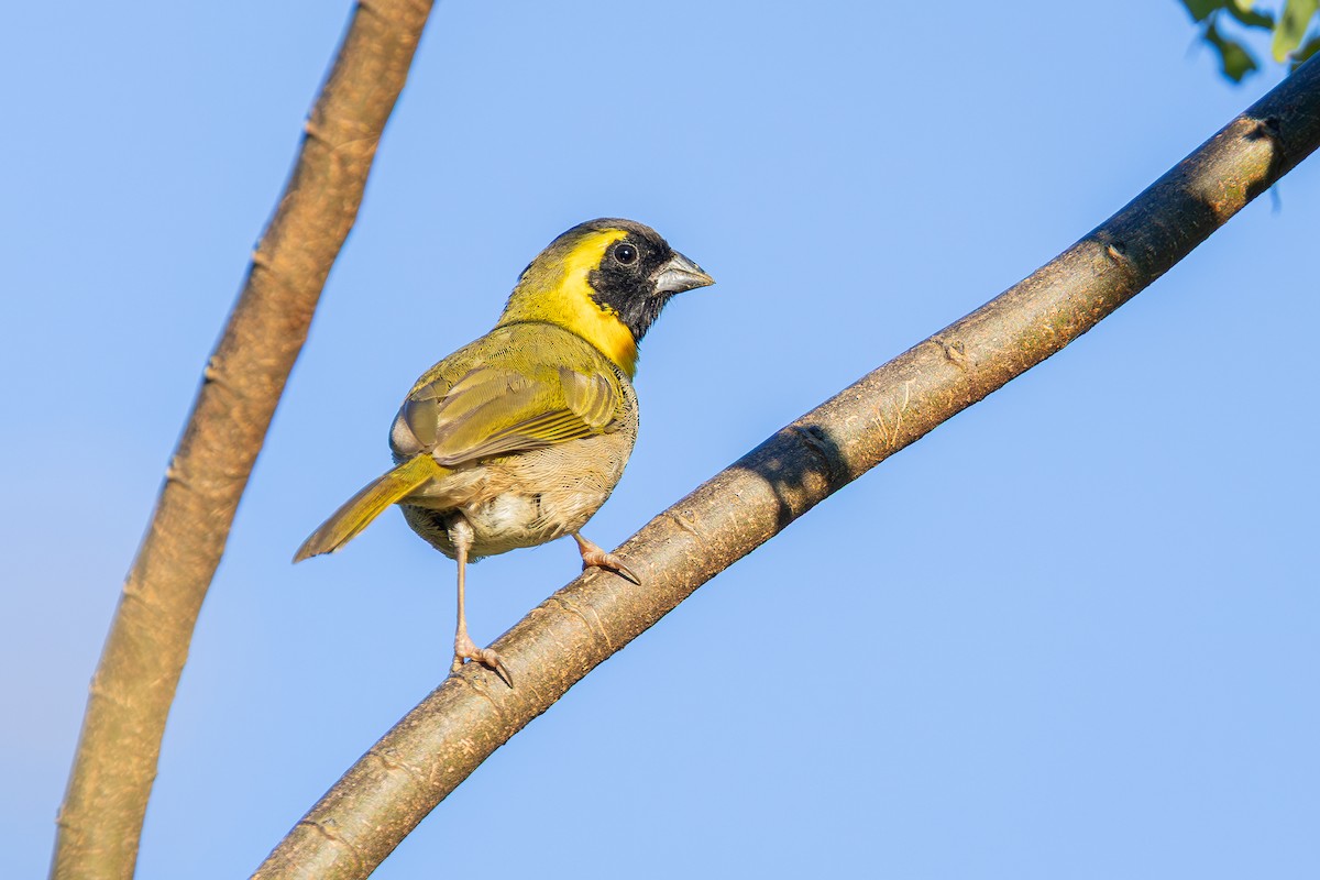 Cuban Grassquit - ML640864518