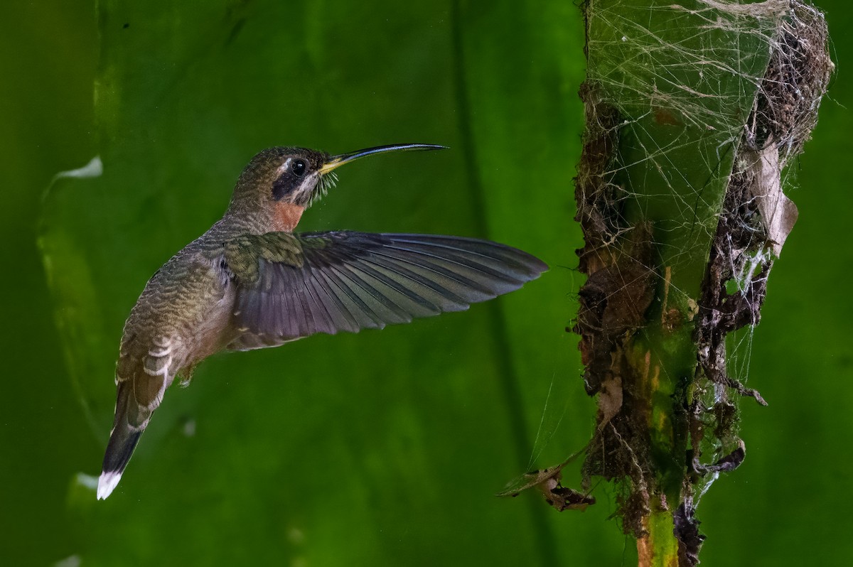 Band-tailed Barbthroat - ML640864536