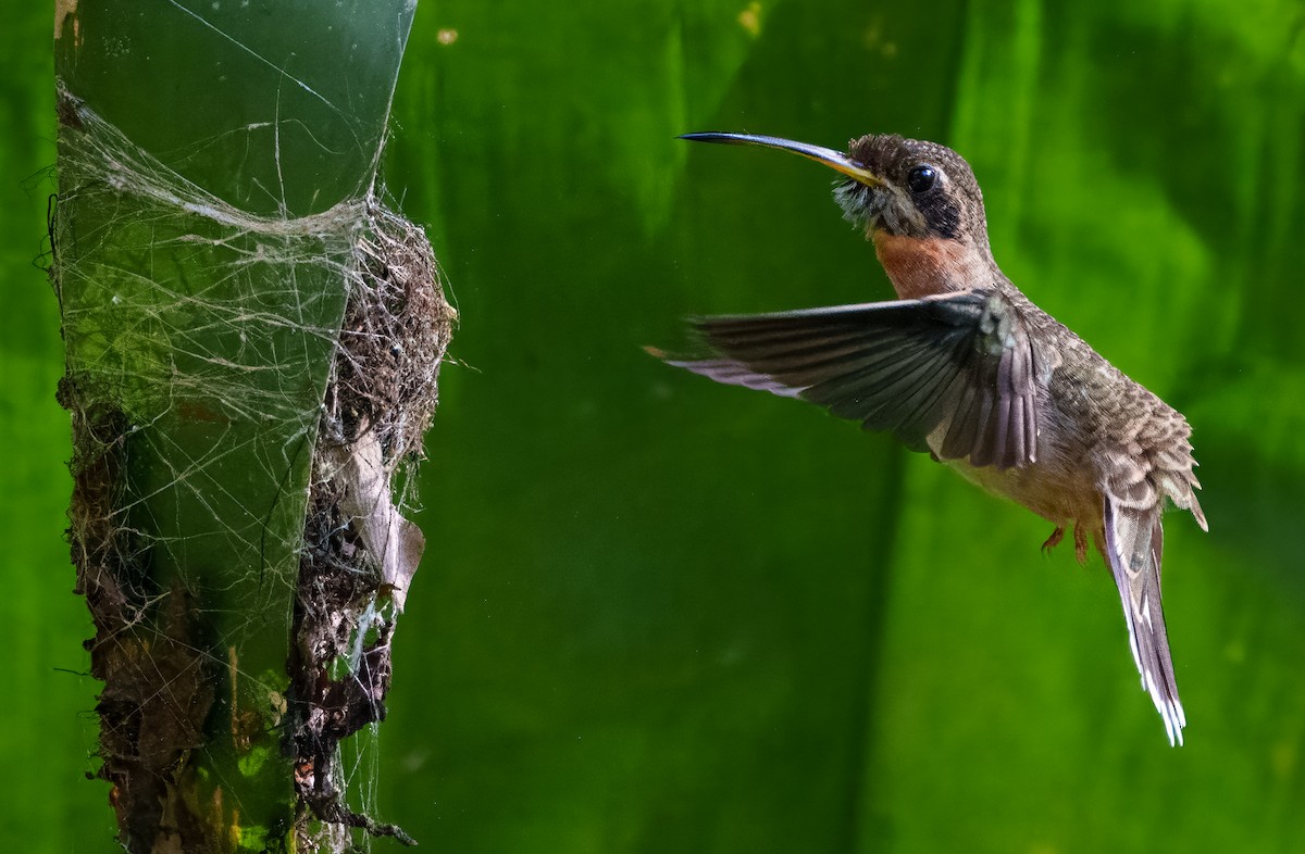 Band-tailed Barbthroat - ML640864537