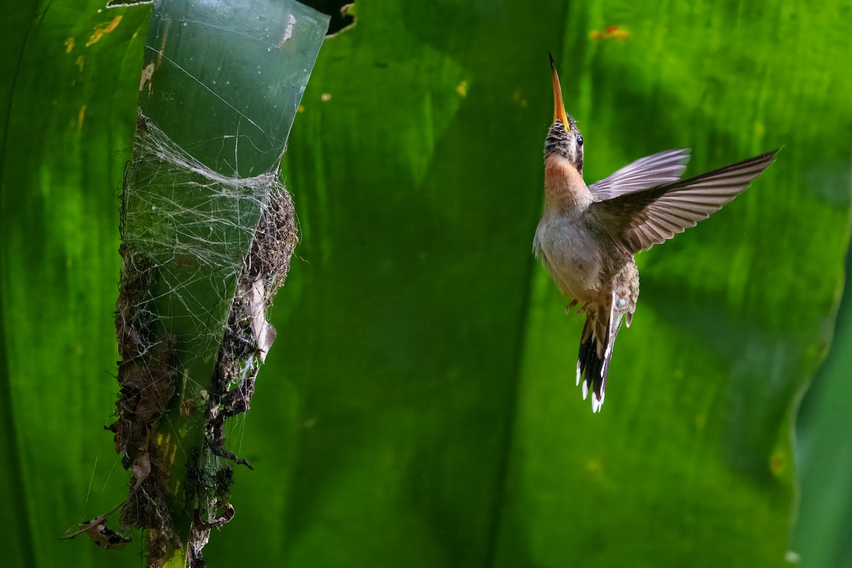 Band-tailed Barbthroat - ML640864541