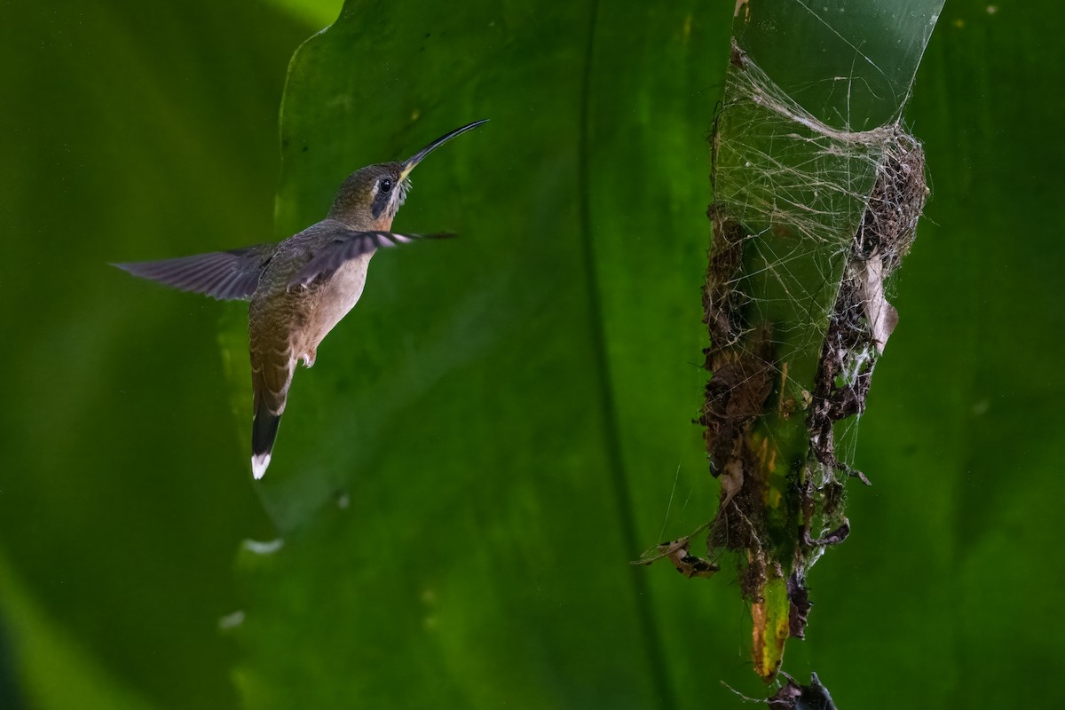 Band-tailed Barbthroat - ML640864542