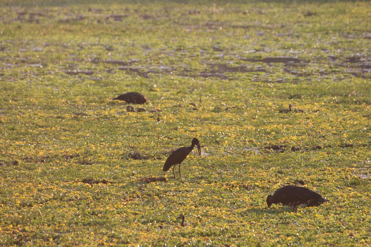 African Openbill - ML640864543