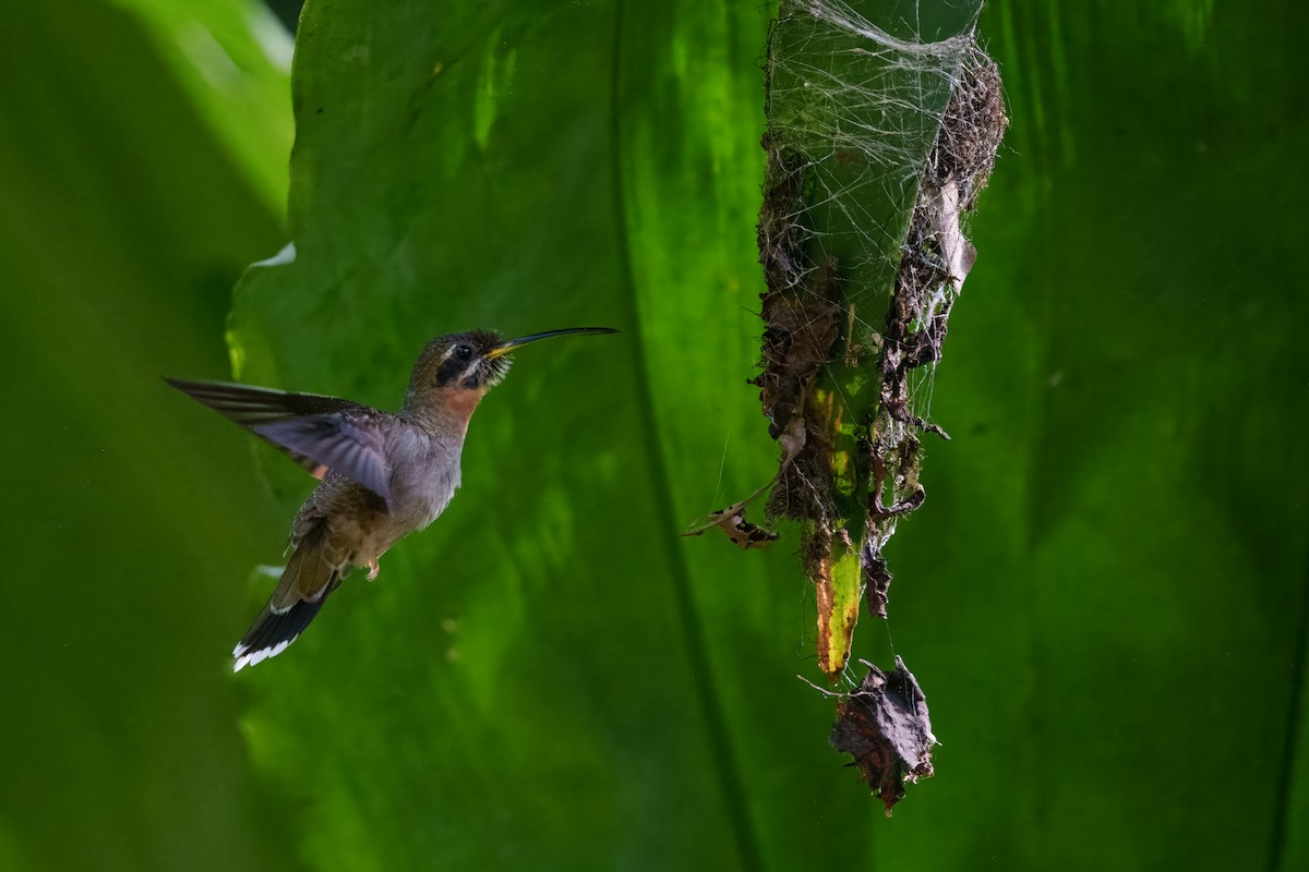 Band-tailed Barbthroat - ML640864544