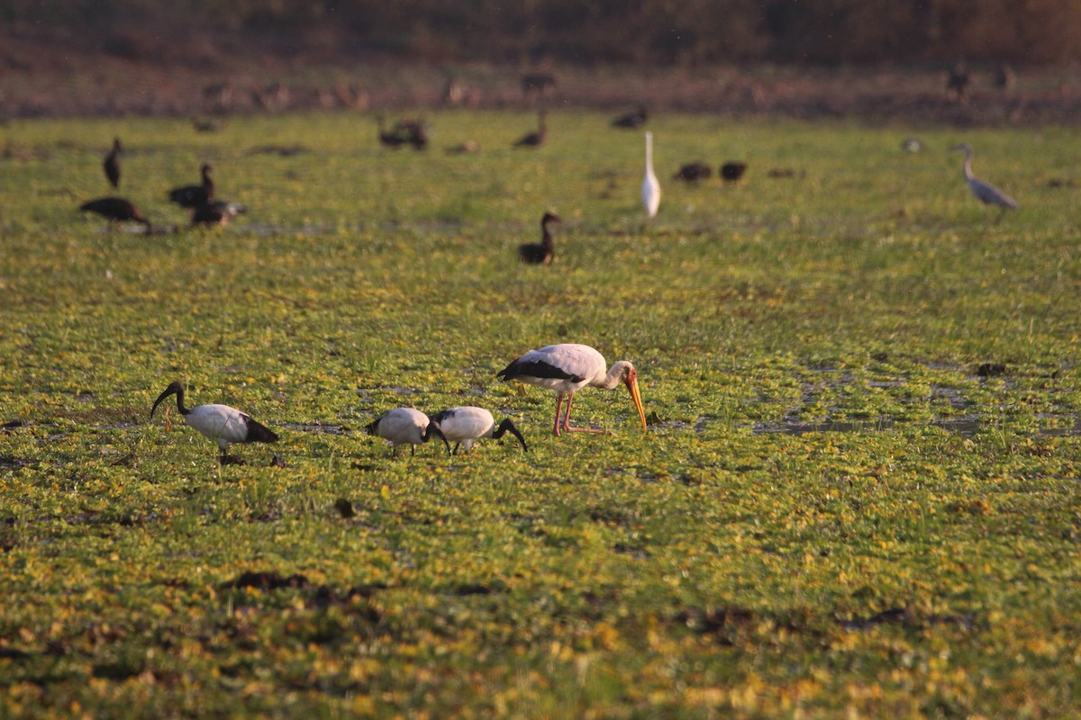 Yellow-billed Stork - ML640864557