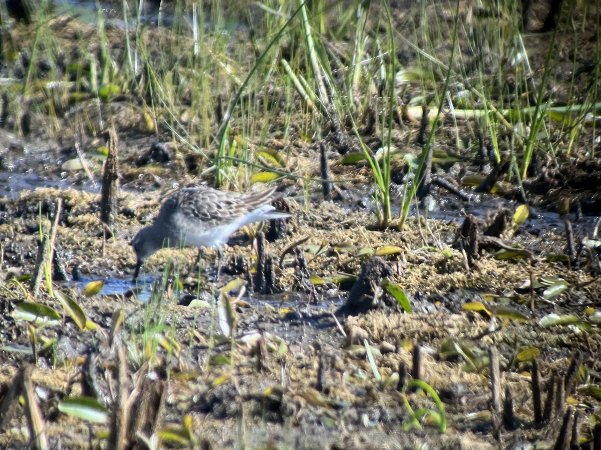 White-rumped Sandpiper - ML640864559