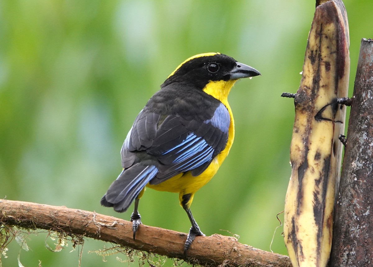 Blue-winged Mountain Tanager - ML640864561