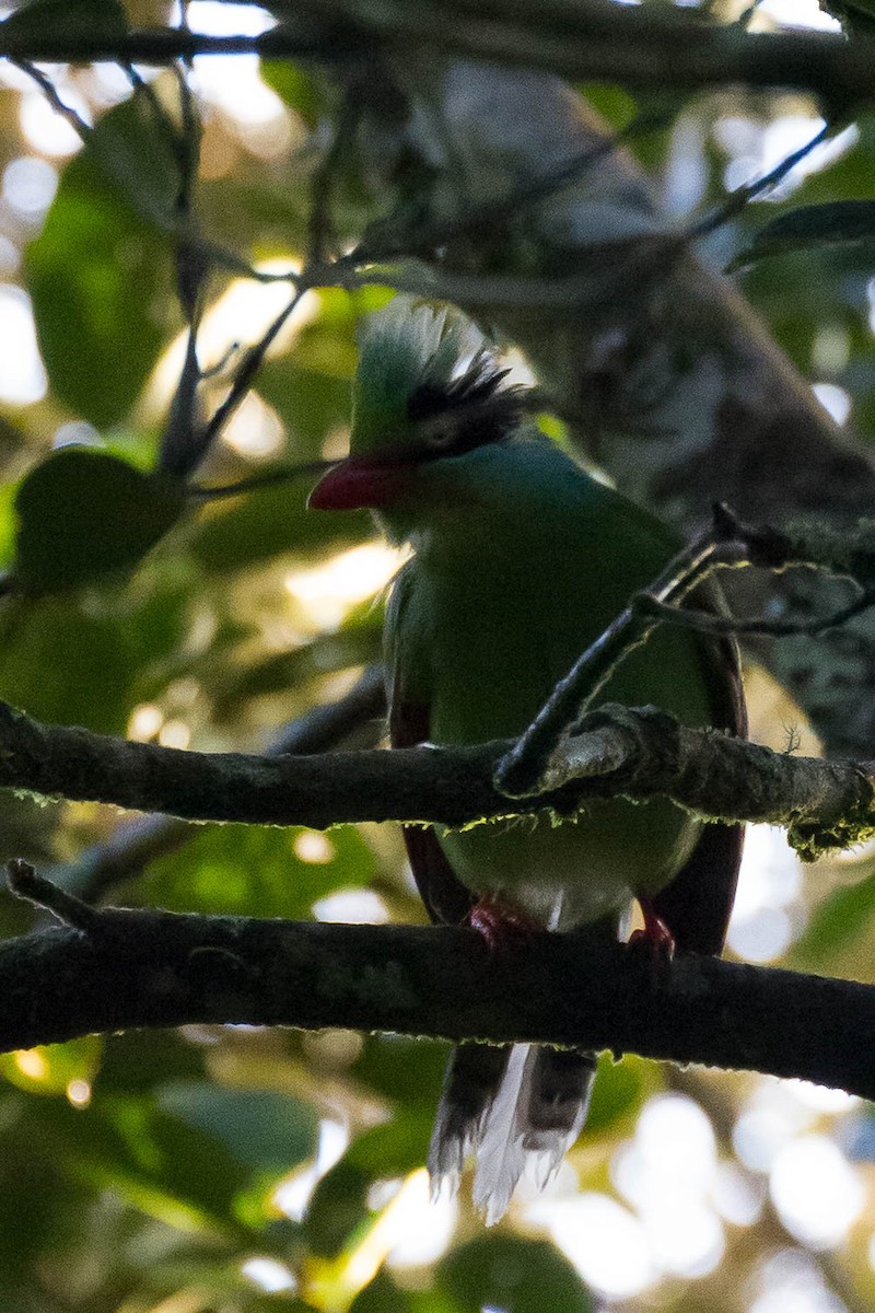 Bornean Green-Magpie - ML640864581