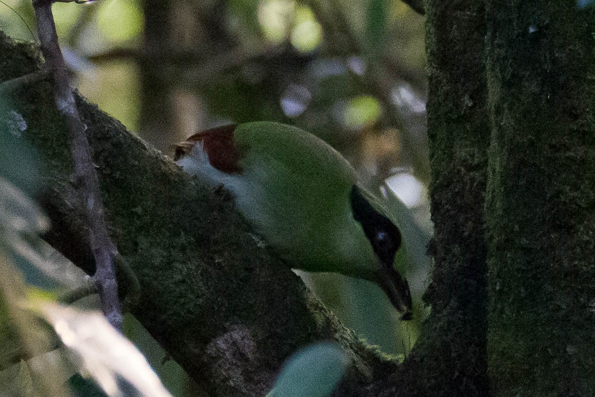 Bornean Green-Magpie - ML640864582