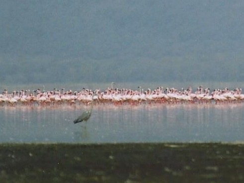 Gray Heron - ML640864588