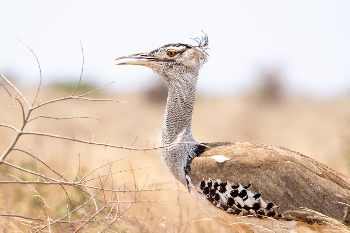 Kori Bustard - ML640864590
