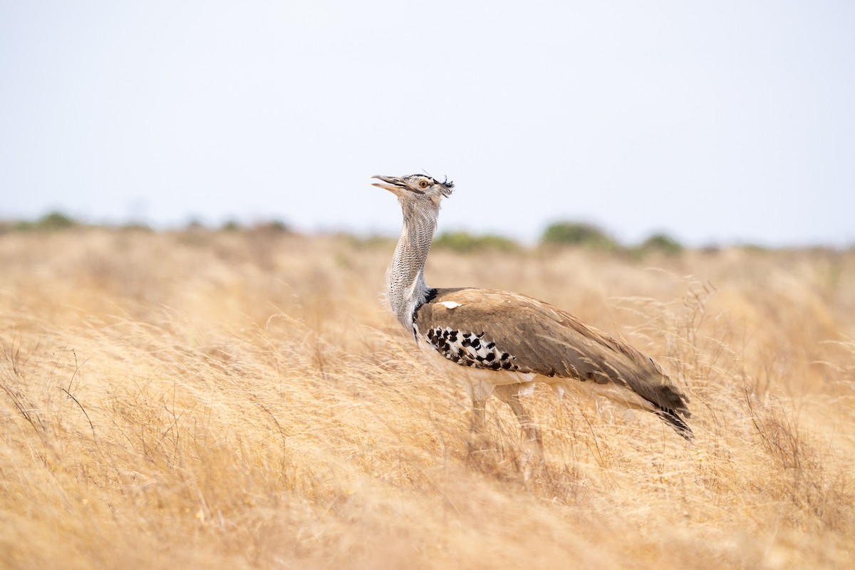 Kori Bustard - ML640864591