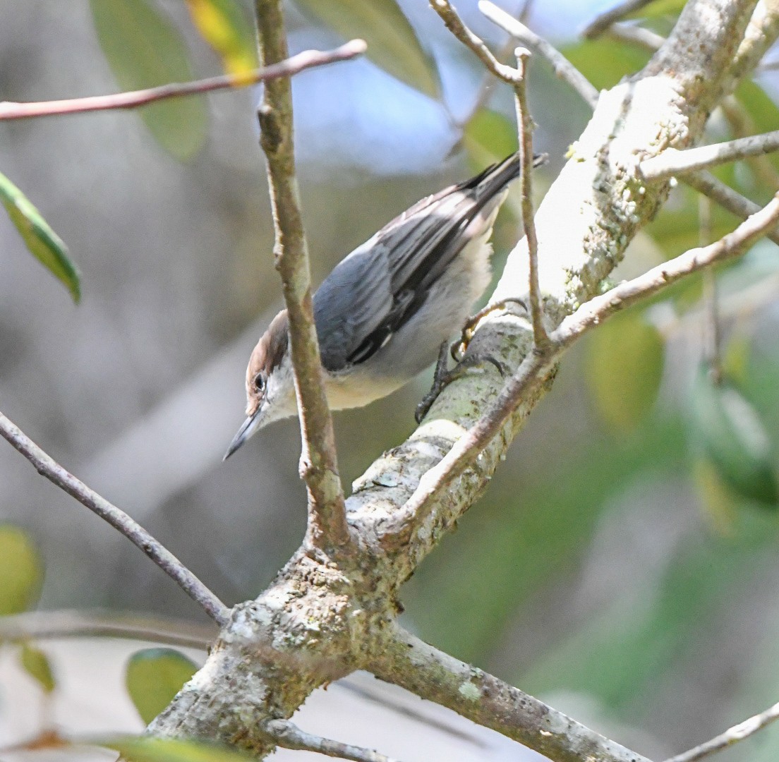 Brown-headed Nuthatch - ML640864637