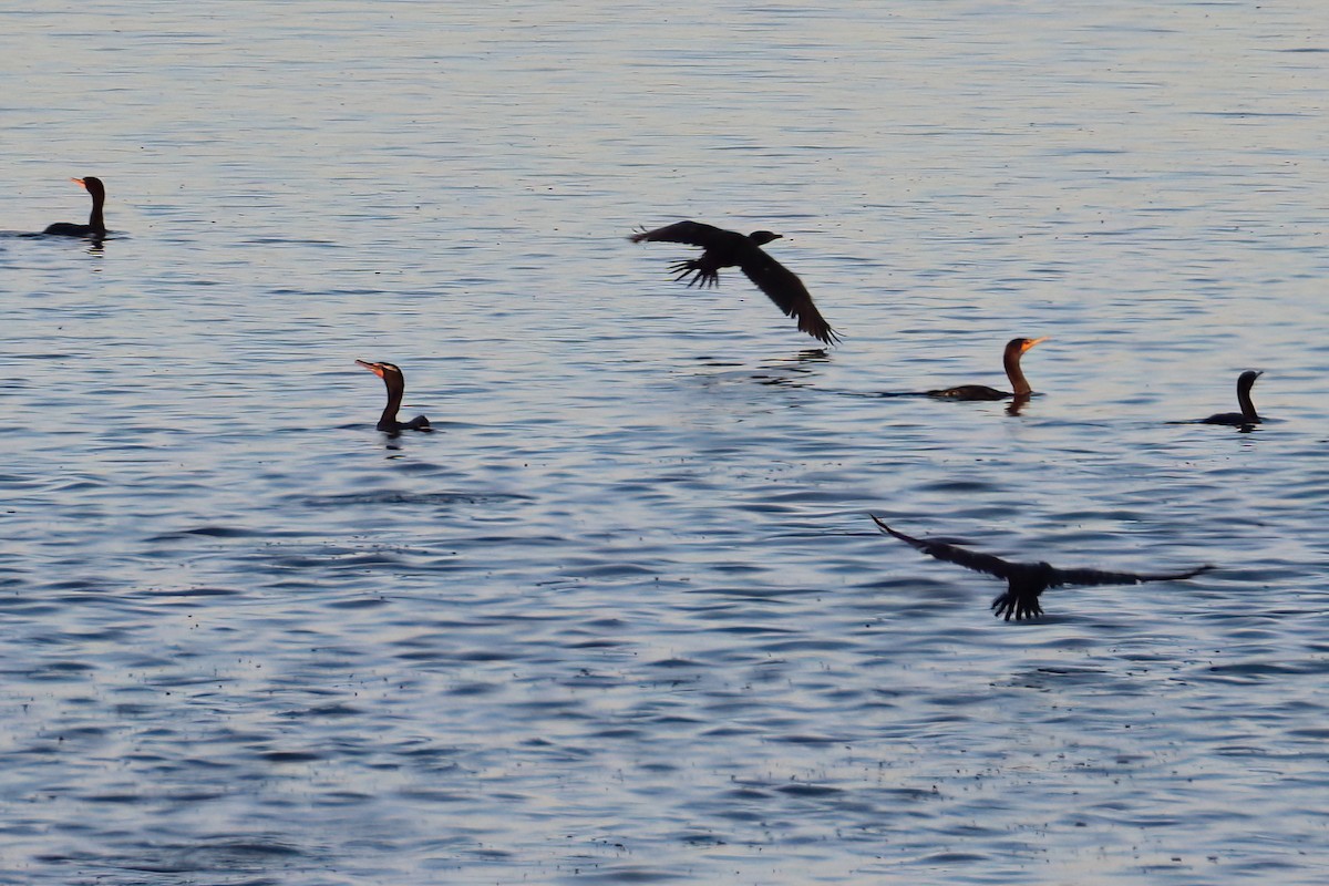 Double-crested Cormorant - ML640864735