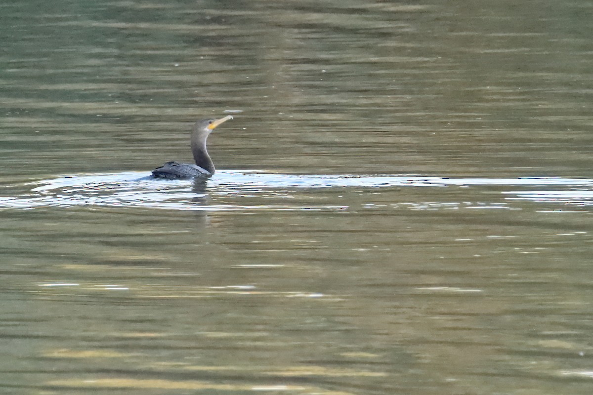 Double-crested Cormorant - ML640864736