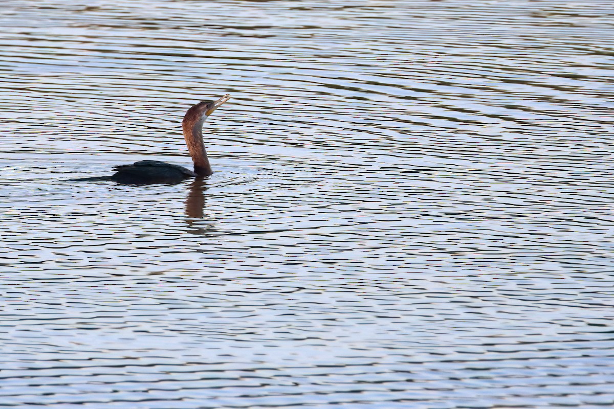 Double-crested Cormorant - ML640864737