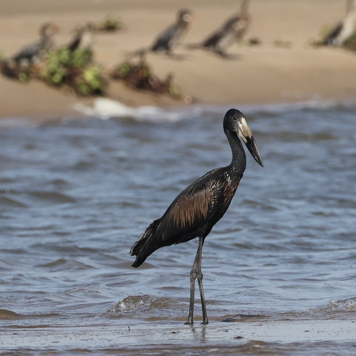African Openbill - ML640864766