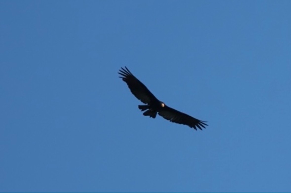 Greater Yellow-headed Vulture - ML640864827
