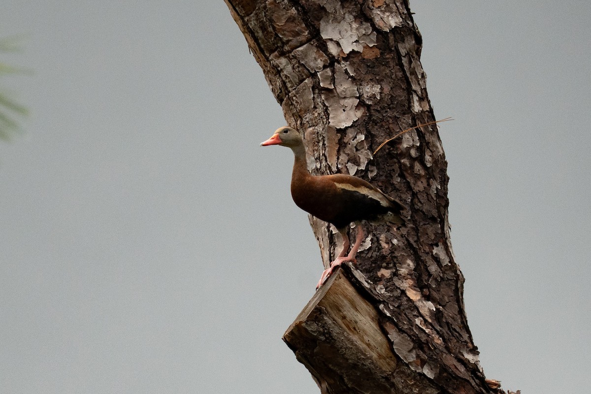 Black-bellied Whistling-Duck - ML640864837