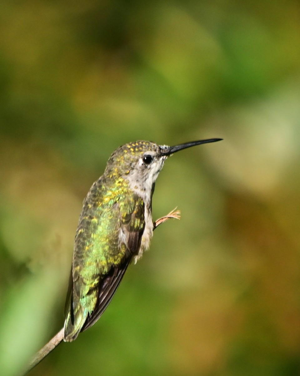 Ruby-throated Hummingbird - ML640864843