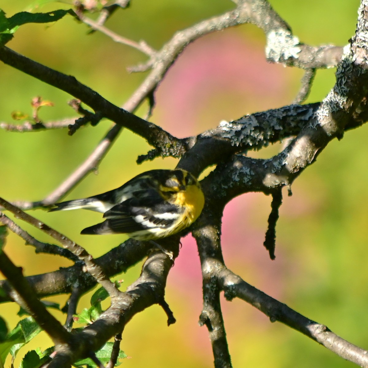 Blackburnian Warbler - ML640864858