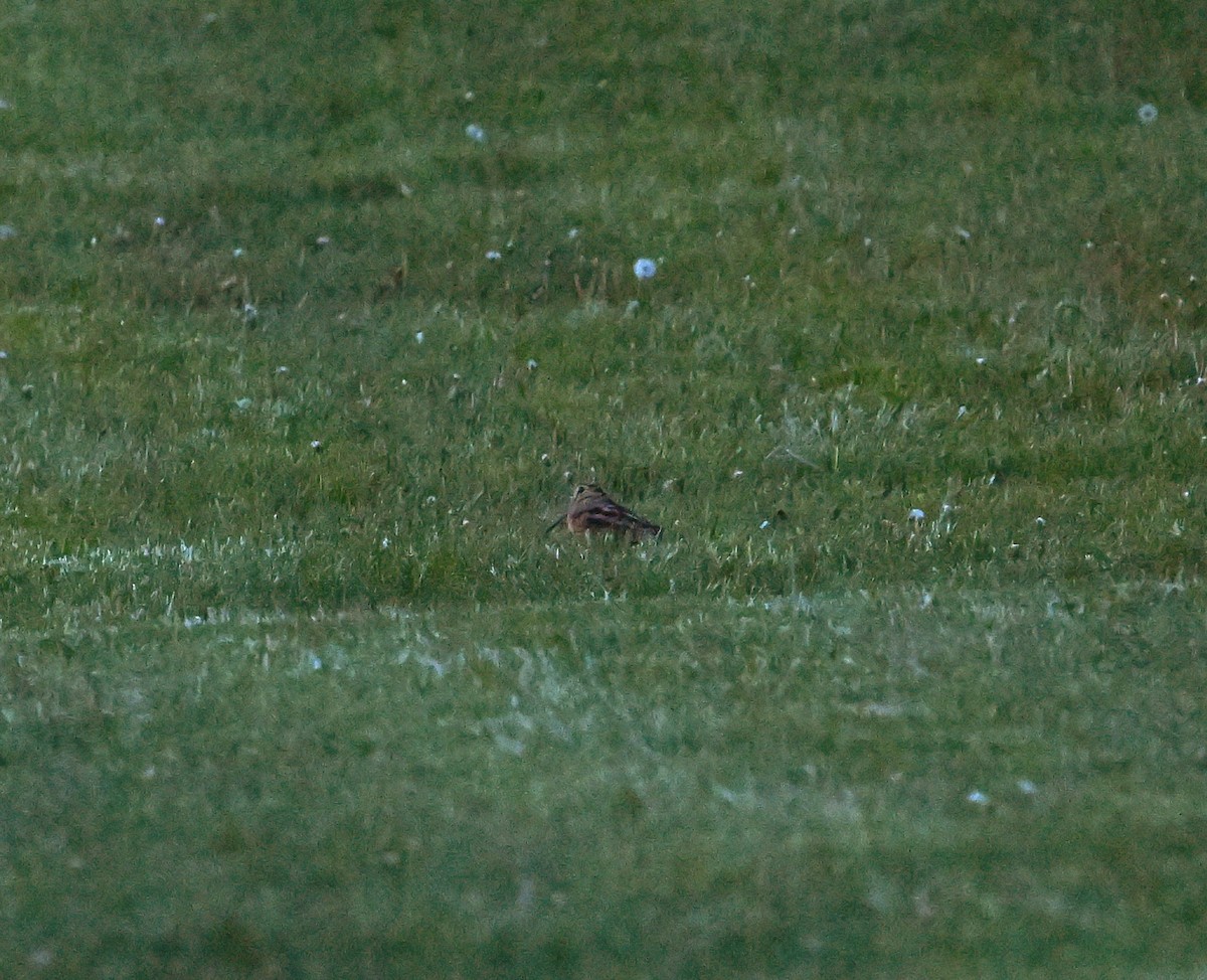 American Woodcock - ML640864861