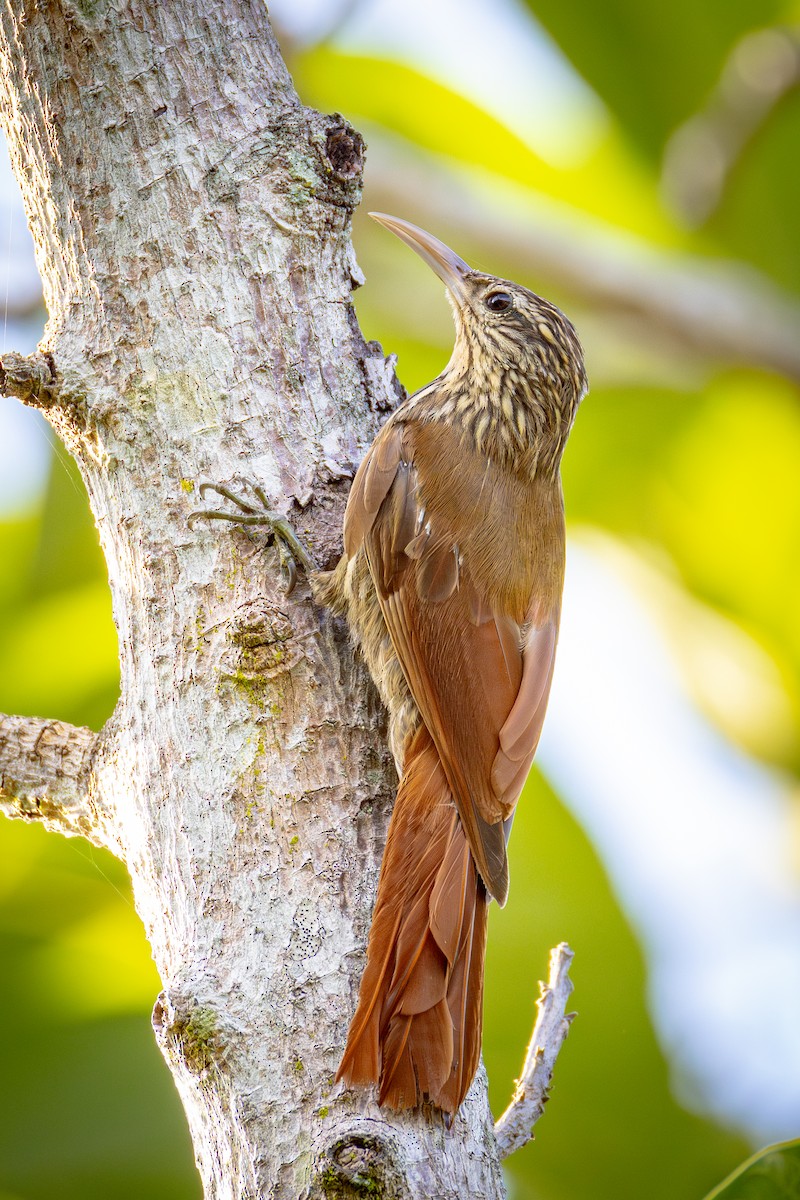 Streak-headed Woodcreeper - ML640864862
