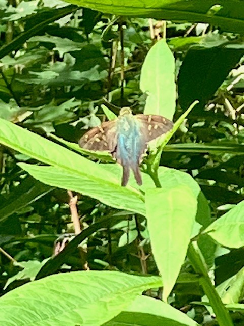 Long-tailed Skipper - ML640864893