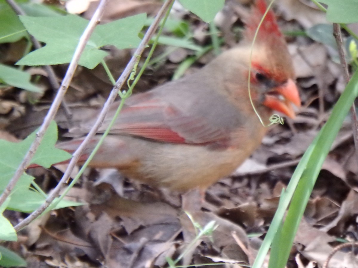 Cardenal Norteño - ML640864904
