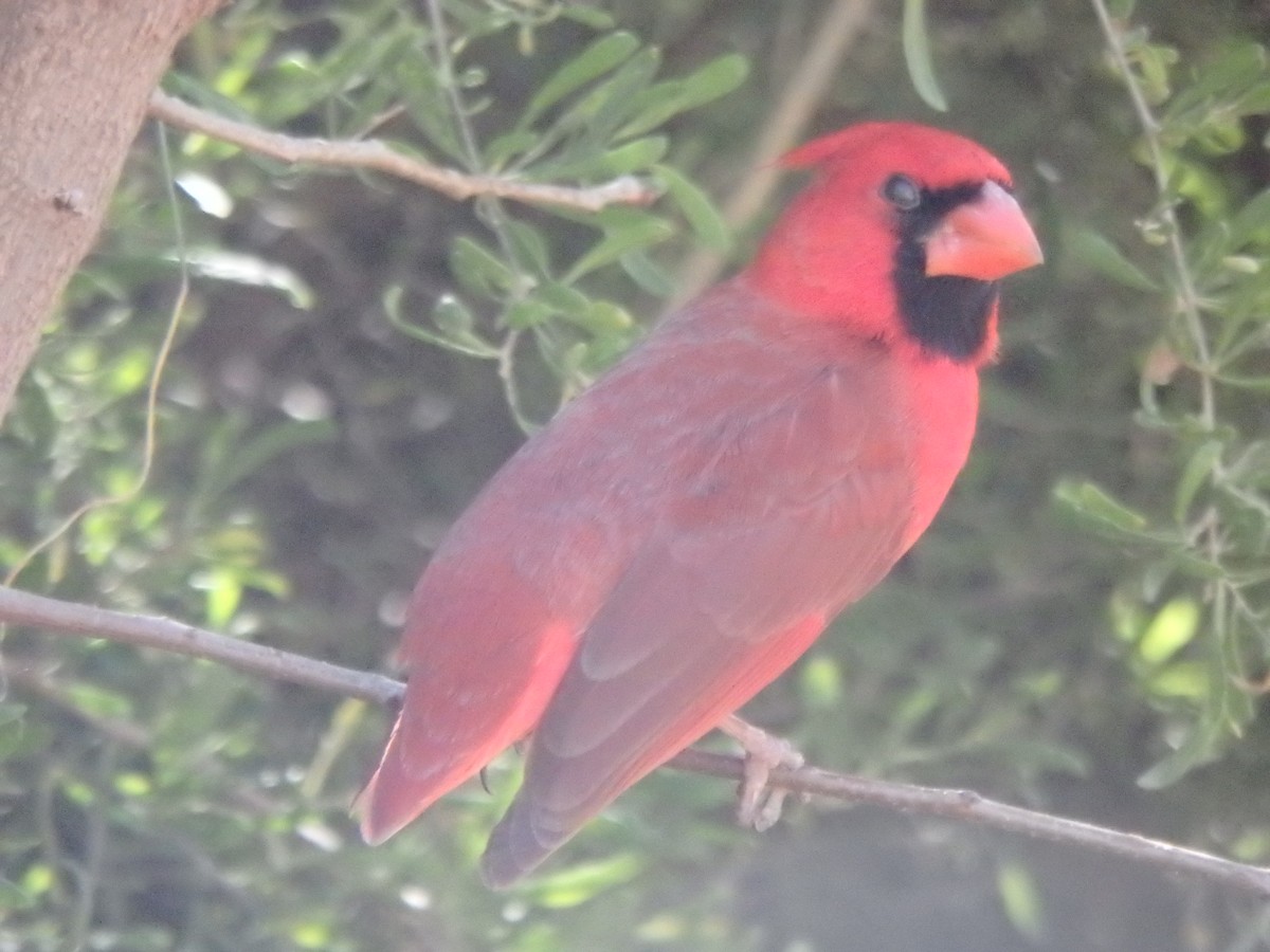 Cardenal Norteño - ML640864905