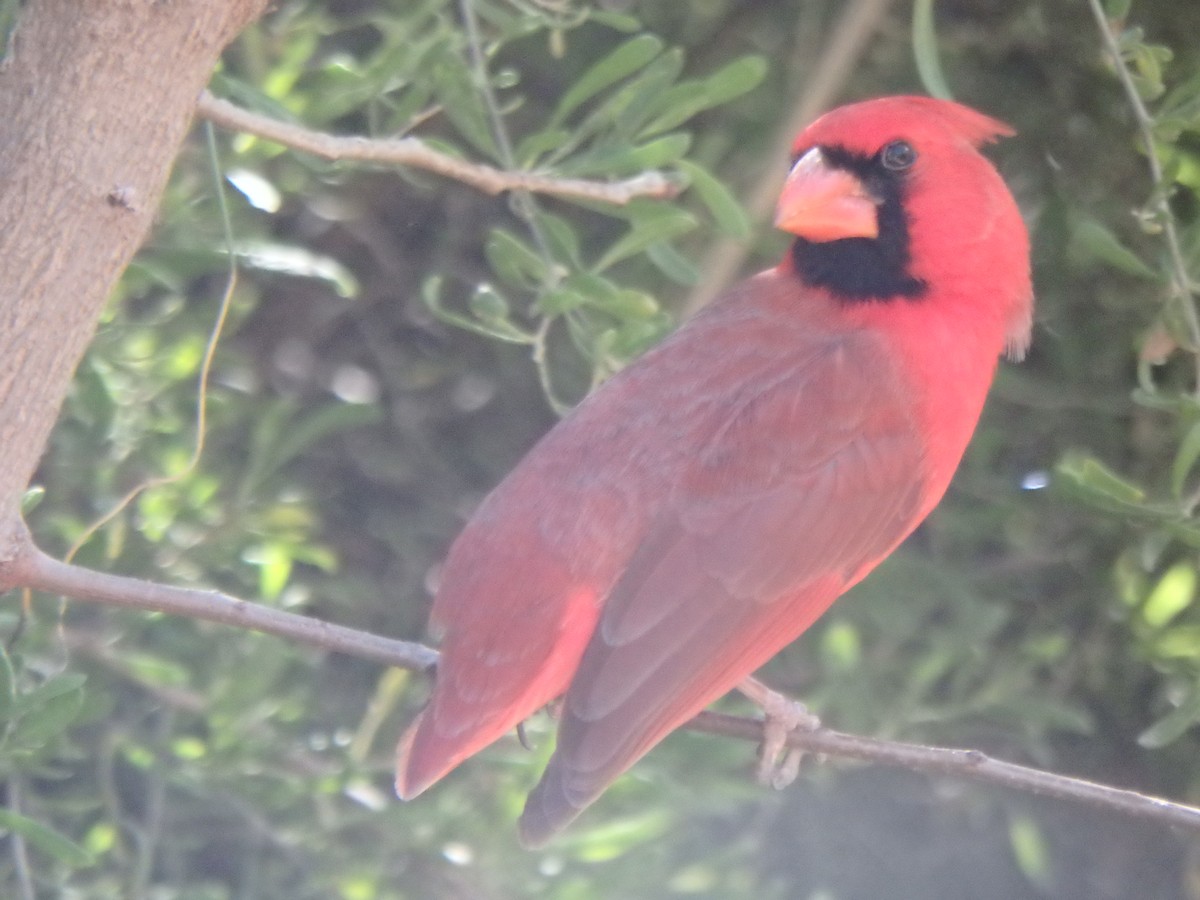 Cardenal Norteño - ML640864906
