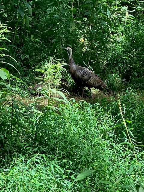 Wild Turkey - ML640864910