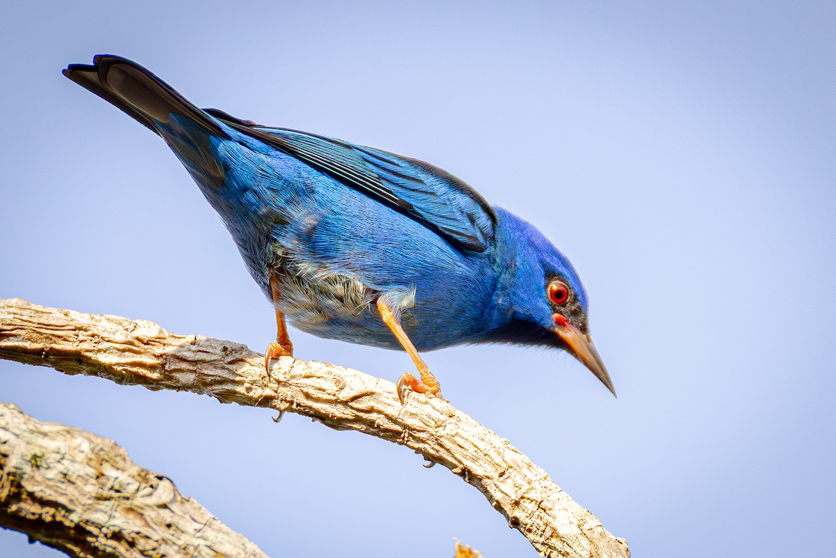 Blue Dacnis - ML640864922